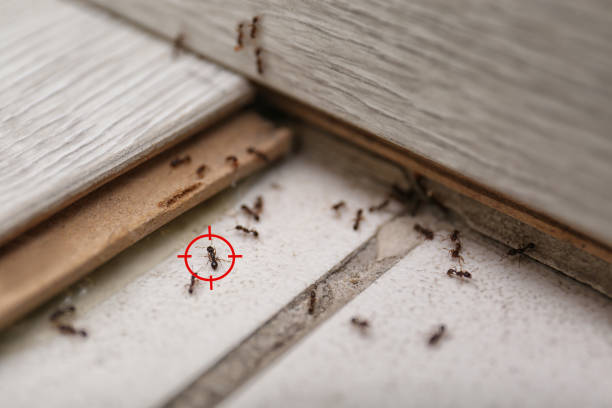 Best Spider Control Near Me  in Sandersville, GA