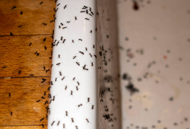 Best Residential Pest Control  in Sandersville, GA