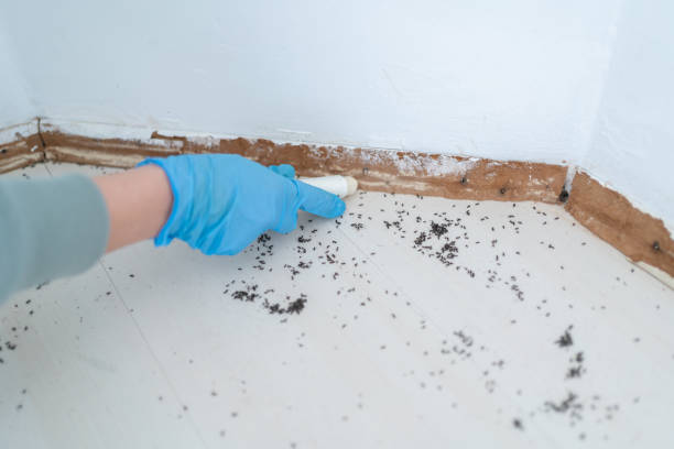 Best Bed Bug Extermination  in Sandersville, GA